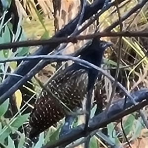 Centropus phasianinus (Pheasant Coucal) at Durack, WA by Mike