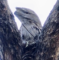 Podargus strigoides (Tawny Frogmouth) at McKellar, ACT - 18 Sep 2024 by Jiggy