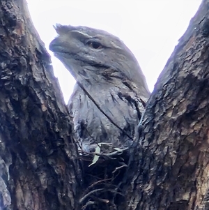 Podargus strigoides at McKellar, ACT - 18 Sep 2024