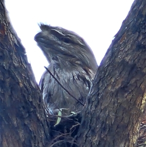 Podargus strigoides at McKellar, ACT - 18 Sep 2024