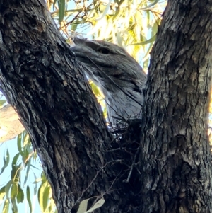 Podargus strigoides at McKellar, ACT - 18 Sep 2024