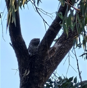 Podargus strigoides at McKellar, ACT - 18 Sep 2024