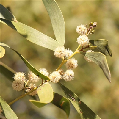 Acacia melanoxylon (Blackwood) at Belconnen, ACT - 16 Sep 2024 by ConBoekel