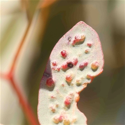 Ophelimus (genus) (Eucalyptus gall wasp) at Belconnen, ACT - 16 Sep 2024 by ConBoekel
