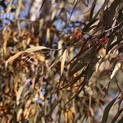 Amyema (genus) (Mistletoe) at Nicholls, ACT - 16 Sep 2024 by ConBoekel
