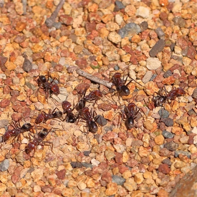 Iridomyrmex purpureus (Meat Ant) at Nicholls, ACT - 16 Sep 2024 by ConBoekel