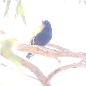 Sturnus vulgaris at Nicholls, ACT - 16 Sep 2024