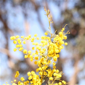 Acacia buxifolia subsp. buxifolia at Nicholls, ACT - 16 Sep 2024 12:25 PM