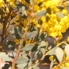 Acacia buxifolia subsp. buxifolia at Nicholls, ACT - 16 Sep 2024