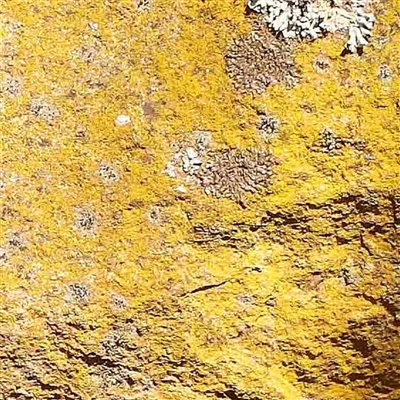 Unverified Lichen at Nicholls, ACT - 16 Sep 2024 by ConBoekel