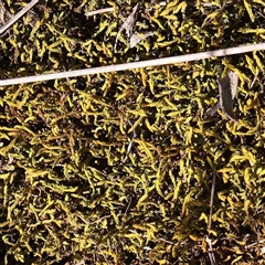 Unverified Moss, Liverwort or Hornwort at Nicholls, ACT - 16 Sep 2024 by ConBoekel
