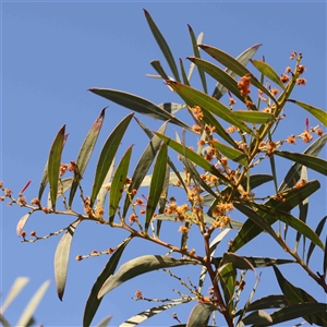 Acacia rubida at Nicholls, ACT - 16 Sep 2024