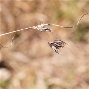 Themeda triandra at Nicholls, ACT - 16 Sep 2024 12:34 PM