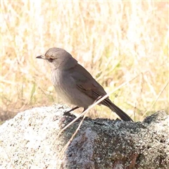 Colluricincla harmonica (Grey Shrikethrush) at Nicholls, ACT - 16 Sep 2024 by ConBoekel