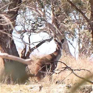 Macropus giganteus at Nicholls, ACT - 16 Sep 2024 12:49 PM