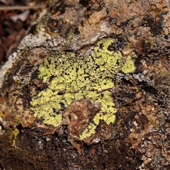 Unverified Lichen at Nicholls, ACT - 16 Sep 2024 by ConBoekel