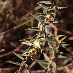 Melichrus urceolatus (Urn Heath) at Nicholls, ACT - 16 Sep 2024 by ConBoekel