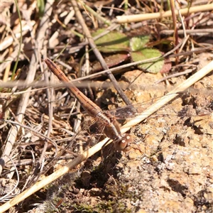 Diplacodes bipunctata at Nicholls, ACT - 16 Sep 2024