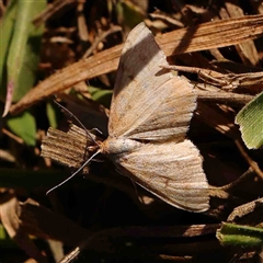 Scopula rubraria (Reddish Wave, Plantain Moth) at Nicholls, ACT - 16 Sep 2024 by ConBoekel