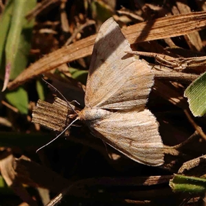 Scopula rubraria at Nicholls, ACT - 16 Sep 2024