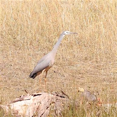 Egretta novaehollandiae (White-faced Heron) at Nicholls, ACT - 16 Sep 2024 by ConBoekel