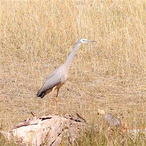 Egretta novaehollandiae at Nicholls, ACT - 16 Sep 2024 01:41 PM