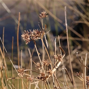 Cyperus eragrostis at Nicholls, ACT - 16 Sep 2024