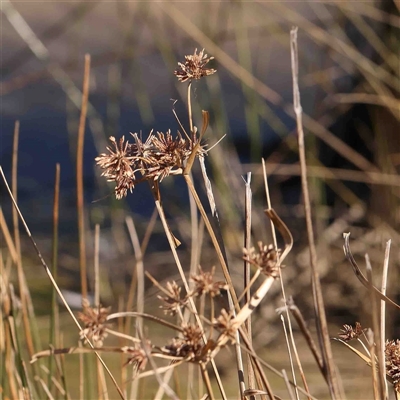 Cyperus eragrostis (Umbrella Sedge) at Nicholls, ACT - 16 Sep 2024 by ConBoekel