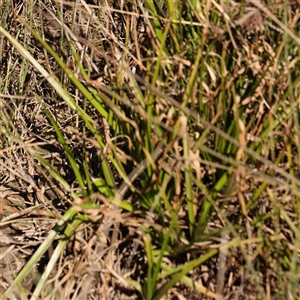 Cyperus eragrostis at Nicholls, ACT - 16 Sep 2024