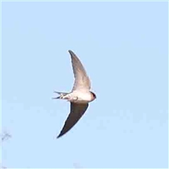 Hirundo neoxena (Welcome Swallow) at Nicholls, ACT - 16 Sep 2024 by ConBoekel