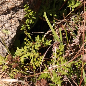 Cheilanthes sieberi at Nicholls, ACT - 16 Sep 2024