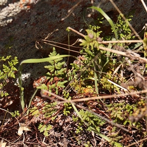 Cheilanthes sieberi at Nicholls, ACT - 16 Sep 2024