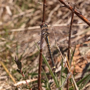 Hemicordulia tau at Nicholls, ACT - 16 Sep 2024