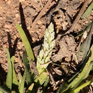 Poa annua at Nicholls, ACT - 16 Sep 2024 01:51 PM