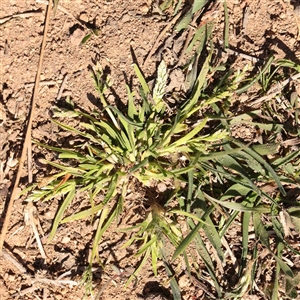 Poa annua at Nicholls, ACT - 16 Sep 2024 01:51 PM