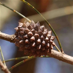 Allocasuarina verticillata (Drooping Sheoak) at Nicholls, ACT - 16 Sep 2024 by ConBoekel