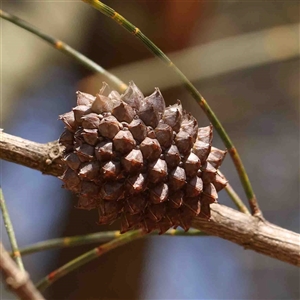 Allocasuarina verticillata at Nicholls, ACT - 16 Sep 2024