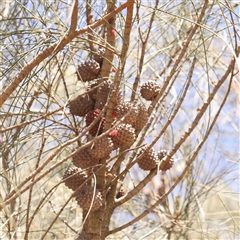 Allocasuarina verticillata at Nicholls, ACT - 16 Sep 2024