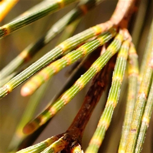 Allocasuarina verticillata at Nicholls, ACT - 16 Sep 2024 01:58 PM