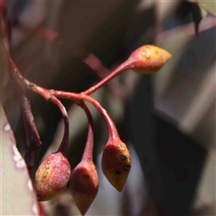 Eucalyptus sideroxylon (Mugga Ironbark) at Nicholls, ACT - 16 Sep 2024 by ConBoekel