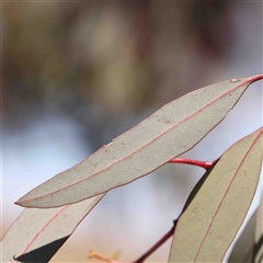 Eucalyptus sideroxylon at Nicholls, ACT - 16 Sep 2024 02:00 PM