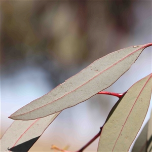 Eucalyptus sideroxylon at Nicholls, ACT - 16 Sep 2024