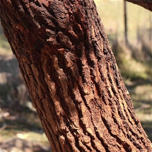 Eucalyptus sideroxylon at Nicholls, ACT - 16 Sep 2024