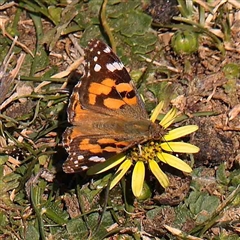 Vanessa kershawi (Australian Painted Lady) at Nicholls, ACT - 16 Sep 2024 by ConBoekel