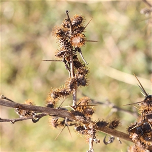 Xanthium spinosum at Nicholls, ACT - 16 Sep 2024