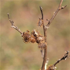 Xanthium spinosum at Nicholls, ACT - 16 Sep 2024