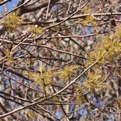 Fraxinus sp. (An Ash) at Nicholls, ACT - 16 Sep 2024 by ConBoekel