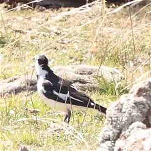 Grallina cyanoleuca at Nicholls, ACT - 16 Sep 2024