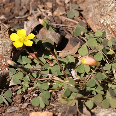 Oxalis sp. (Wood Sorrel) at Nicholls, ACT - 16 Sep 2024 by ConBoekel