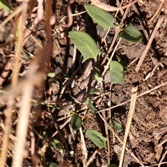 Einadia nutans subsp. nutans (Climbing Saltbush) at Nicholls, ACT - 16 Sep 2024 by ConBoekel